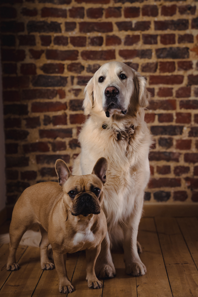 image--Dogs